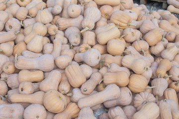 Ripe pumpkins at farmer market in Georgia. Autumn picked pumpkins