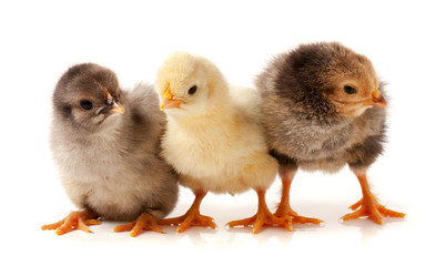 three little chicken isolated on white background