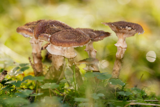 Group of small brown mushrooms in the sunny autumn forest