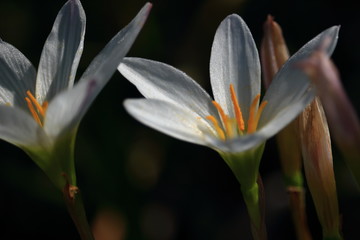 atamasco lily
