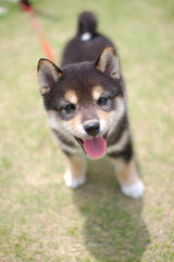 可愛い柴犬（黒柴）の仔犬 © 裕之 石田