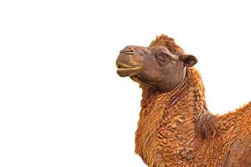 Closeup Camel Head on White Background, Clipping Path