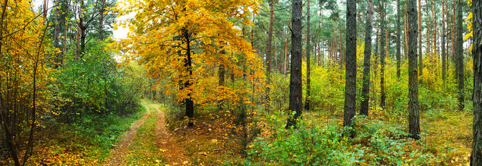 Obraz premium Panoramic image of autumn forest. Forest road