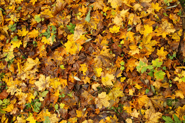 Fallen maple leaves. Autumn background.