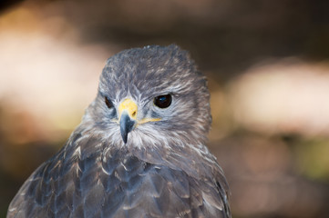 Buzzard (Buteo buteo)