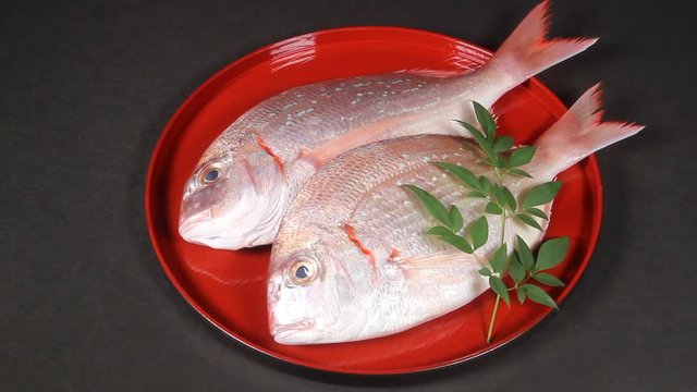 小鯛