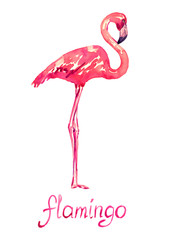 Pink flamingo standing, isolated hand painted watercolor illustration with handwritten inscription