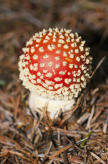 Fly Agaric (amanita muscaria)
