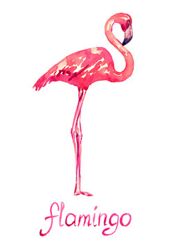 Pink flamingo standing, isolated hand painted watercolor illustration with handwritten inscription