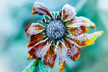  Frozen beautiful flower early in the morning