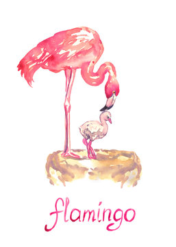 Pink flamingo standing on nest with nestling, isolated hand painted watercolor illustration with handwritten inscription