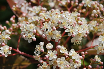 Glanzmispel-Blüten (Photinia)