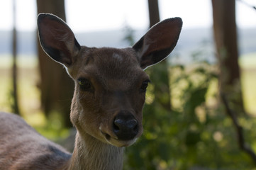 Red deer doe (Cervus elaphus)