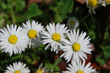 Obraz premium Gänseblümchen (Bellis perennis)