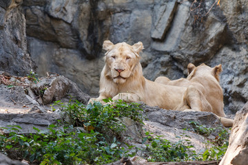 Female lion sitting on the rock.