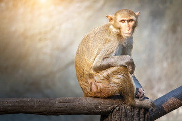 Mother monkey sitting on a tree branch with sunlight.