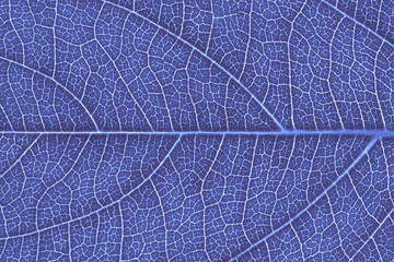 Leaf texture, leaf background for design with copy space for text or image. Leaf motifs that occurs natural. Color effect picture.