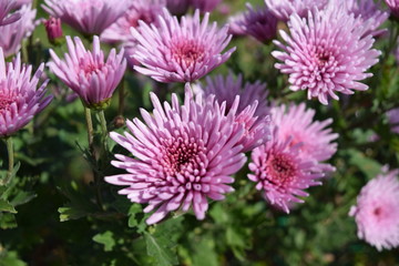 食用菊 料理食材