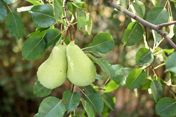 Pears on a tree