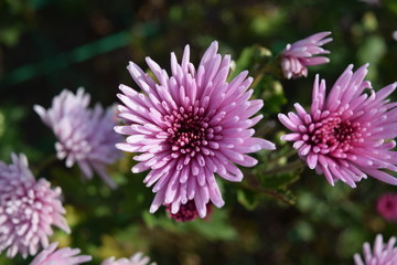 食用菊 料理食材