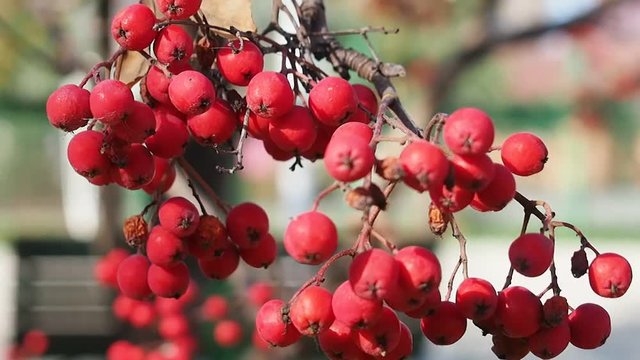 Bunches of ripe red berries of mountain ash in autumn