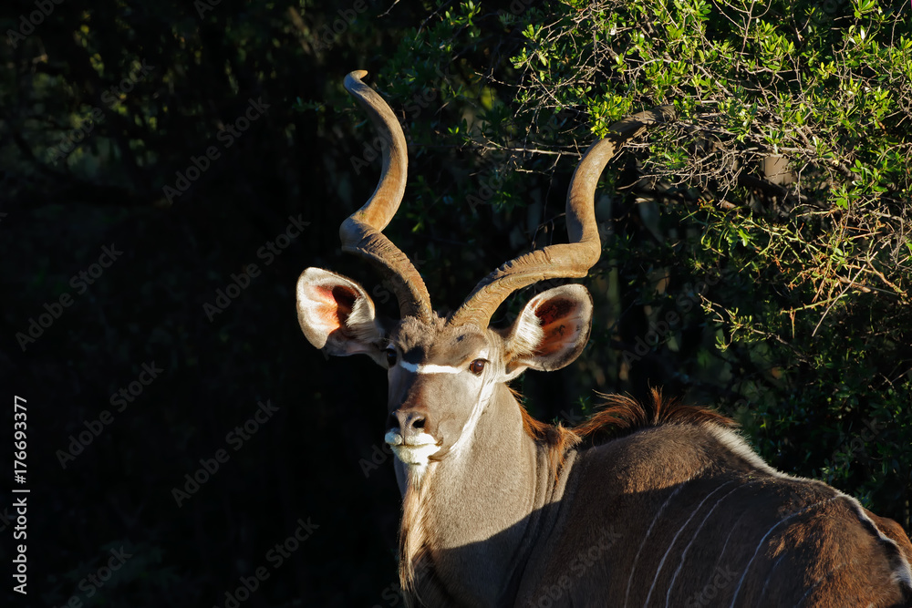 Wall mural Portrait of a big male kudu antelope (Tragelaphus strepsiceros), South Africa.