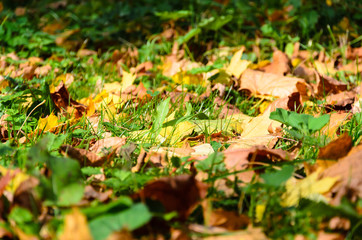 Yellow dry leaves fall on the green grass.