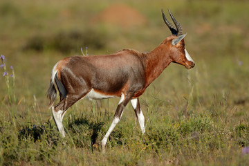 A blesbok antelope (Damaliscus pygargus) in natural habitat, South Africa.