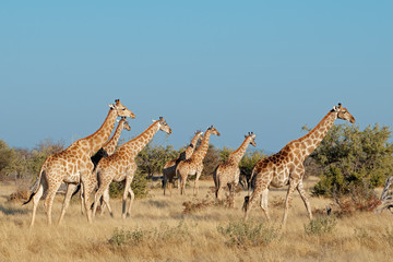 Obraz na płótnie Canvas Giraffes (Giraffa camelopardalis) in natural habitat, Etosha National Park, Namibia.