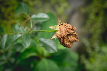 Dried red rose on nature background. Dried dead flowers red rose. sad valentine concept.