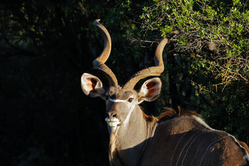 Portrait of a big male kudu antelope (Tragelaphus strepsiceros), South Africa.