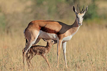 Springbok antelope (Antidorcas marsupialis) with newly born lamb, South Africa.