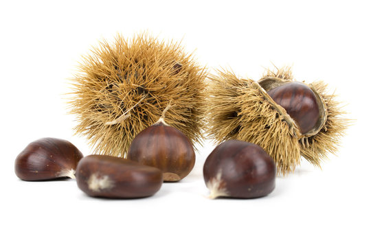Castagne e ricci autunnali isolati su sfondo bianco