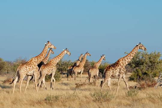 Giraffes (Giraffa camelopardalis) in natural habitat, Etosha National Park, Namibia.
