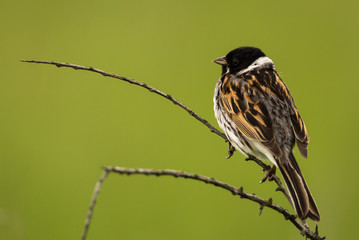 Reed bunting in profile