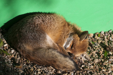 Fototapeta premium Red fox (vulpes vulpes) asleep in pen