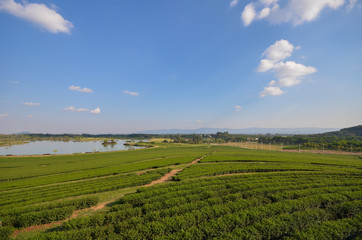 Fototapeta na wymiar Landscape of tea plantations and beautiful sky