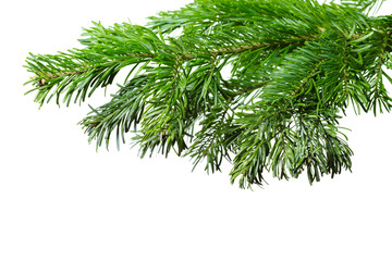 Fir branches