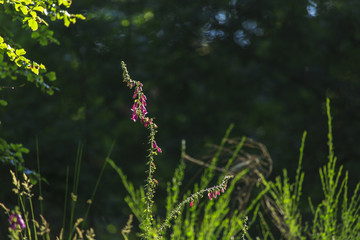 Wildflowers growing in the Highlands of Scotland