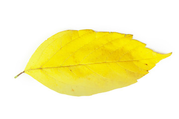 Yellow leaf isolated on white background