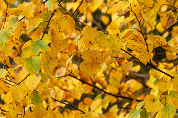 Closeup of a birch with its leaves yellow during autumn