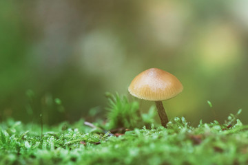 Poisonous mushroom at the green moss covered forest floor.