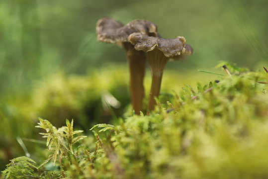 One Yellowfoot or Craterellus tubaeformis in green moss during fall