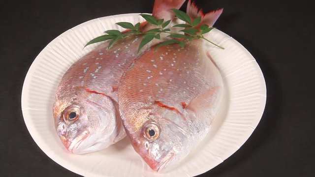 小鯛