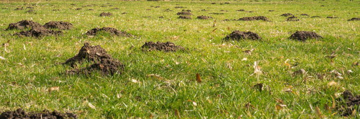 Viele Maulwurfshügel auf einer Wiese, Panorama, Banner