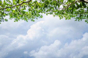 Branch tree Green Leaf and Clouds Blue Sky Background