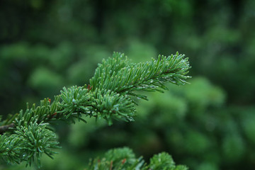 Blue spruce fir branch. Close up.