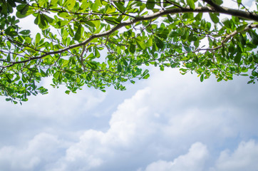 Branch tree Green Leaf and Clouds Blue Sky Background