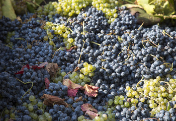 Uva nel Tino