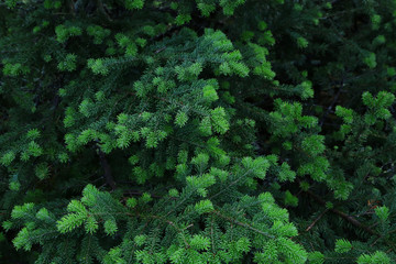 Blue spruce fir greenery forming a background.